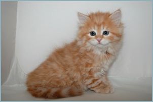 Female Siberian Kitten from Deedlebug Siberians